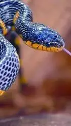 ai character: serpent  background