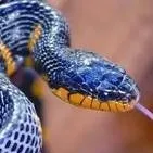 chat with ai character: serpent 