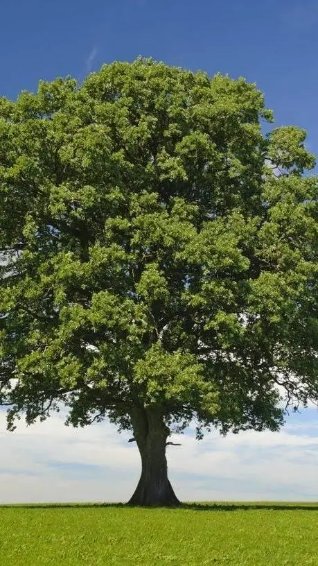 ai character: Tree background