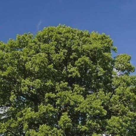 chat with ai character: Tree