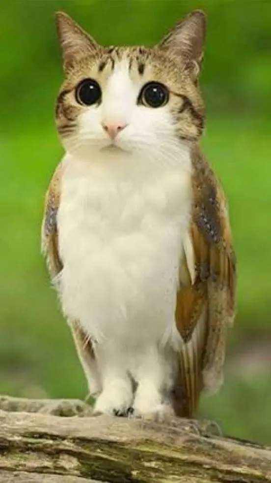 ai character: meowl background
