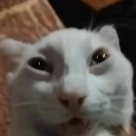 chat with ai character: Gato fuirioso