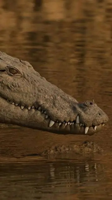 ai character: Hannah background