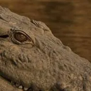 chat with ai character: Hannah