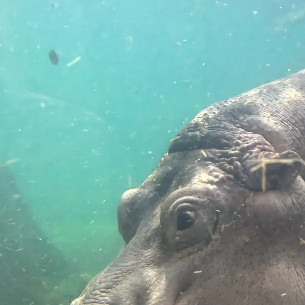 chat with ai character: Hippo