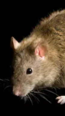 ai character: Amara background