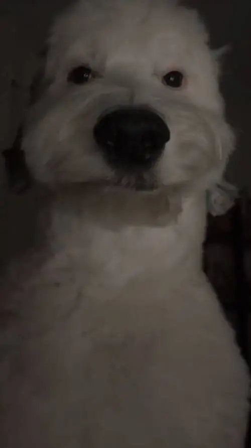 ai character: RELLENO background