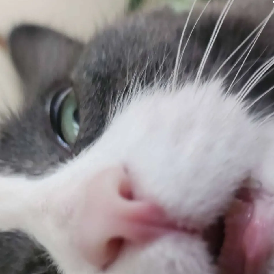 chat with ai character: a school!