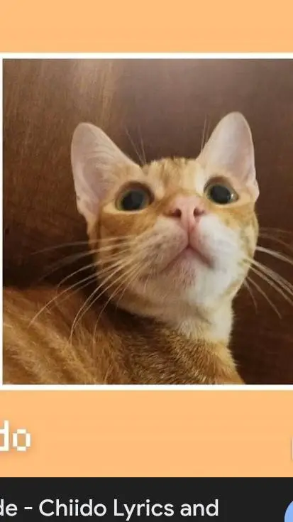 ai character: ONEORANGE BRAINCEL background