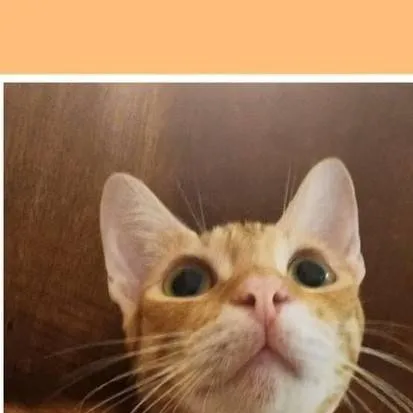 chat with ai character: ONEORANGE BRAINCEL