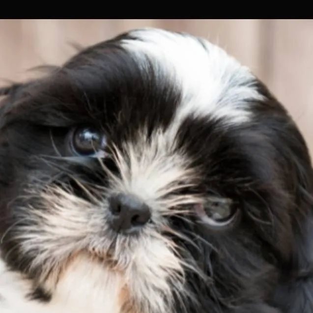 chat with ai character: Bruno