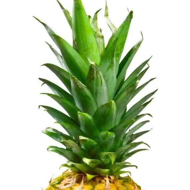 chat with ai character: Pineapple