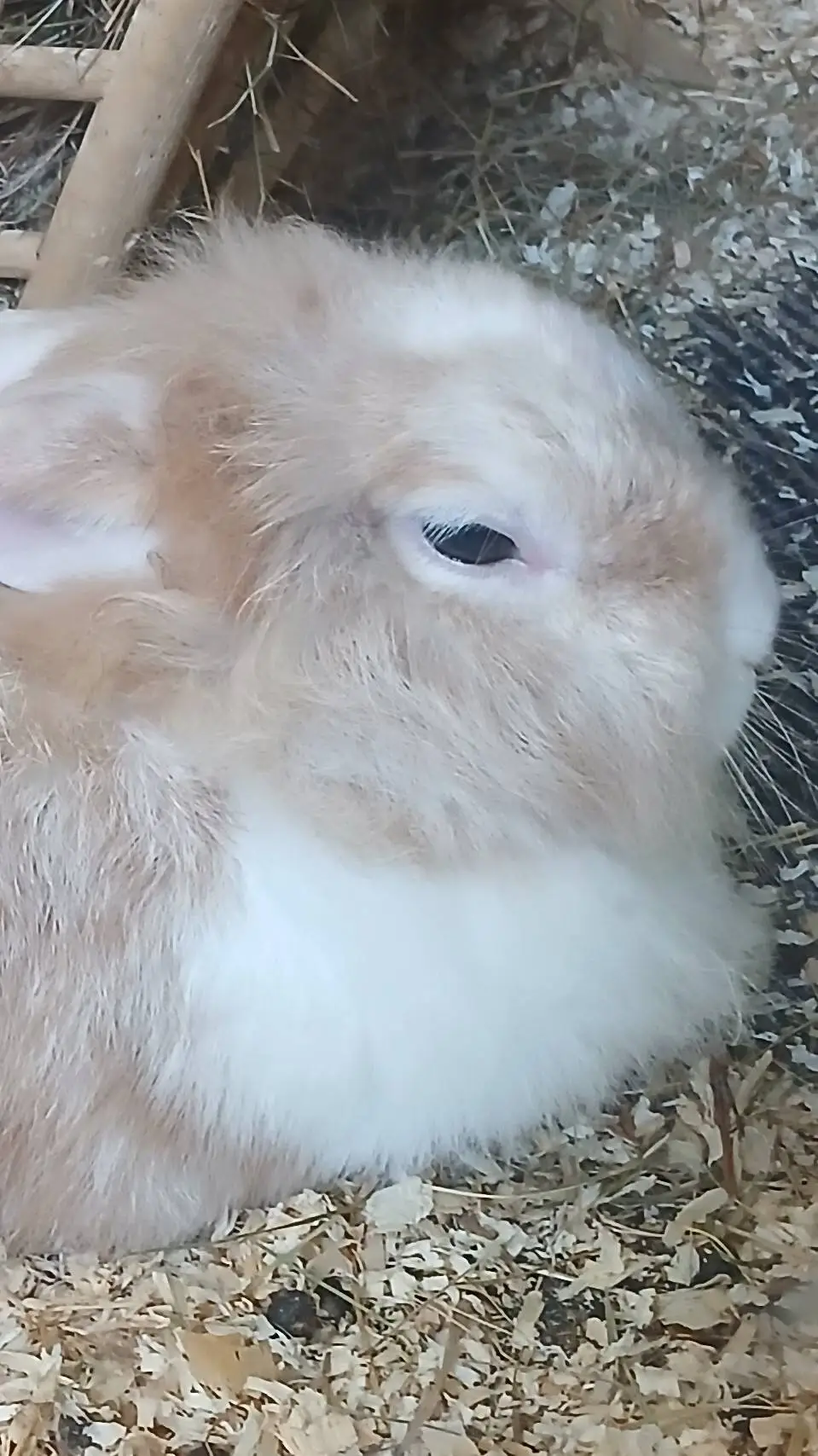 ai character: bunny background