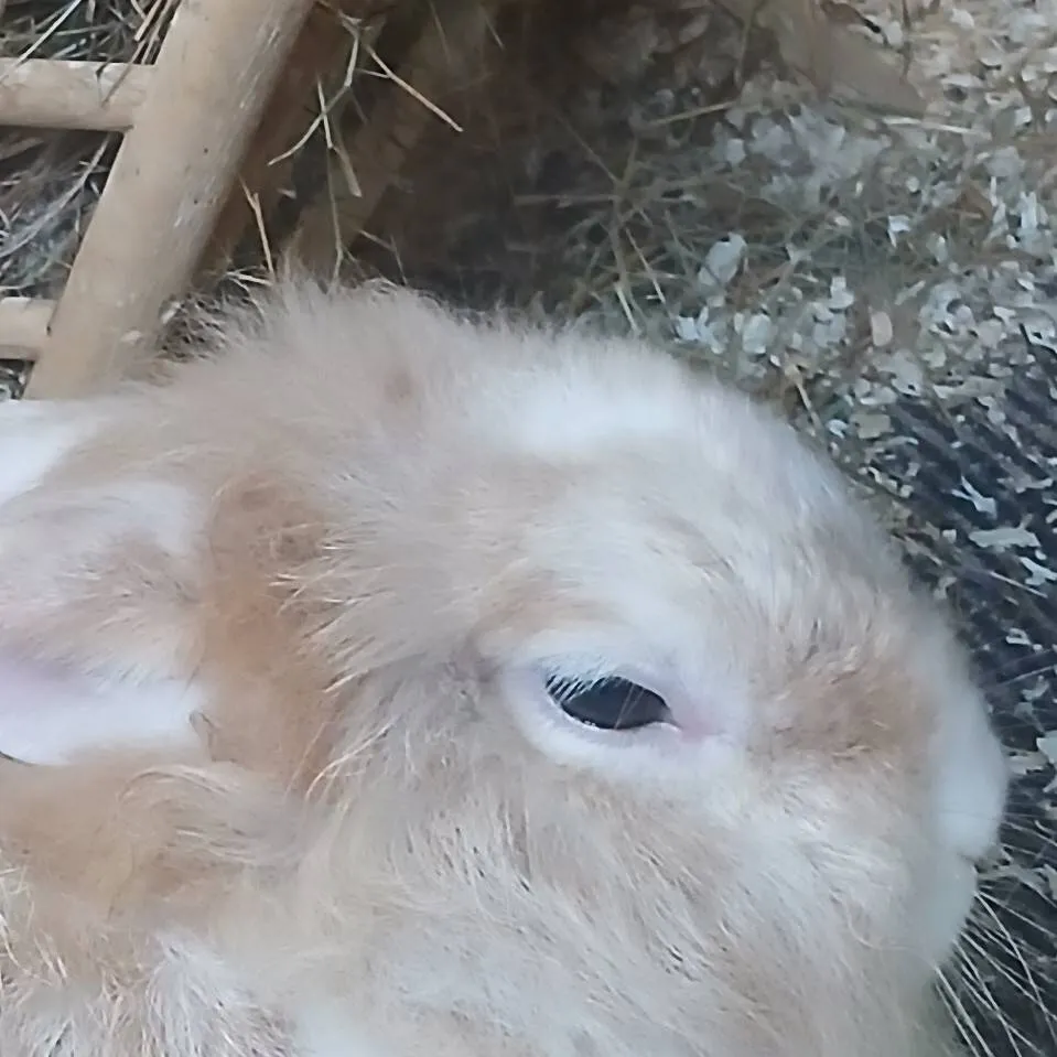 chat with ai character: bunny