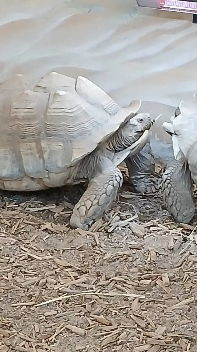 ai character: family background