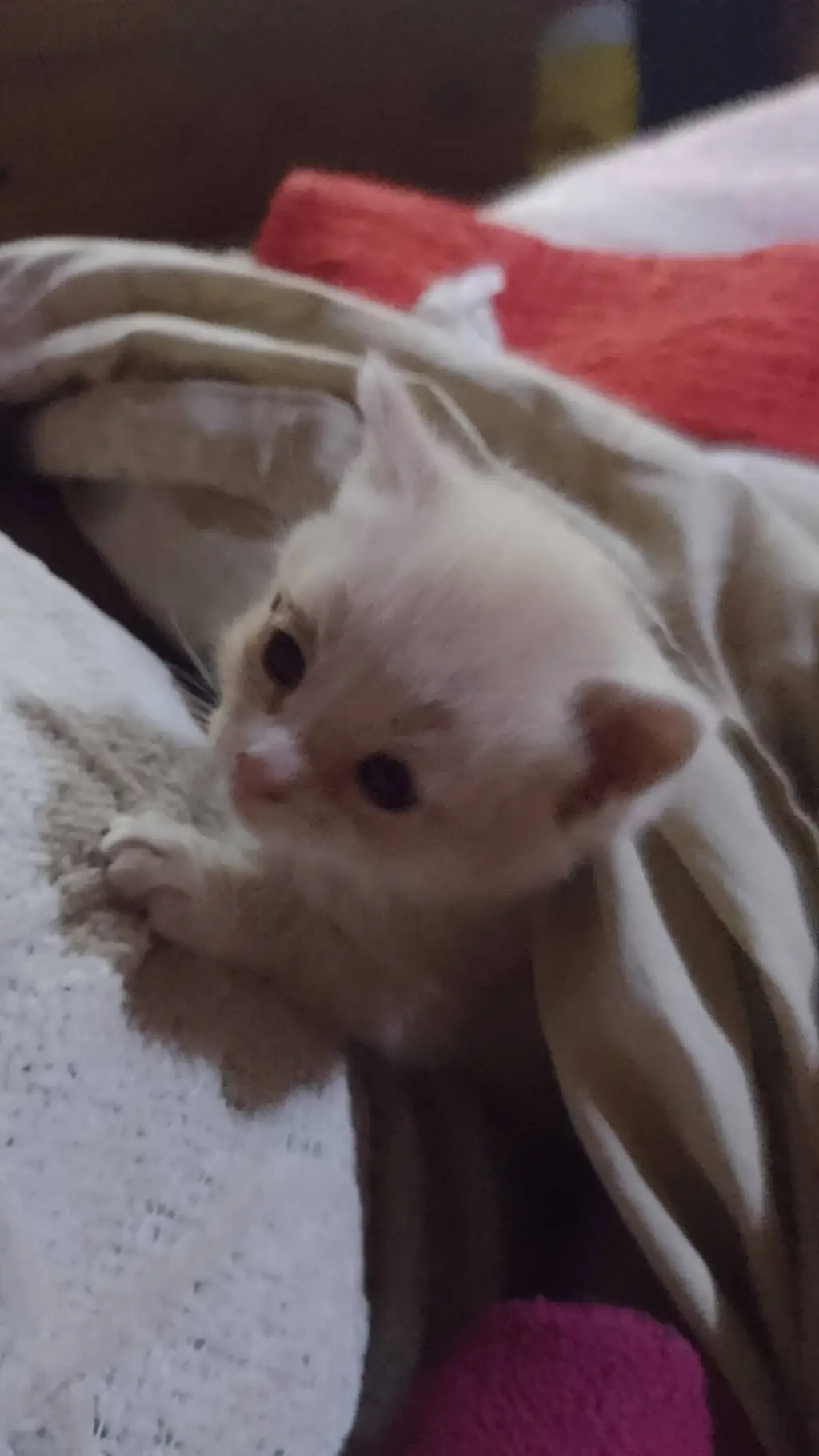 ai character: tugatoenelcielo😭😭😭 background