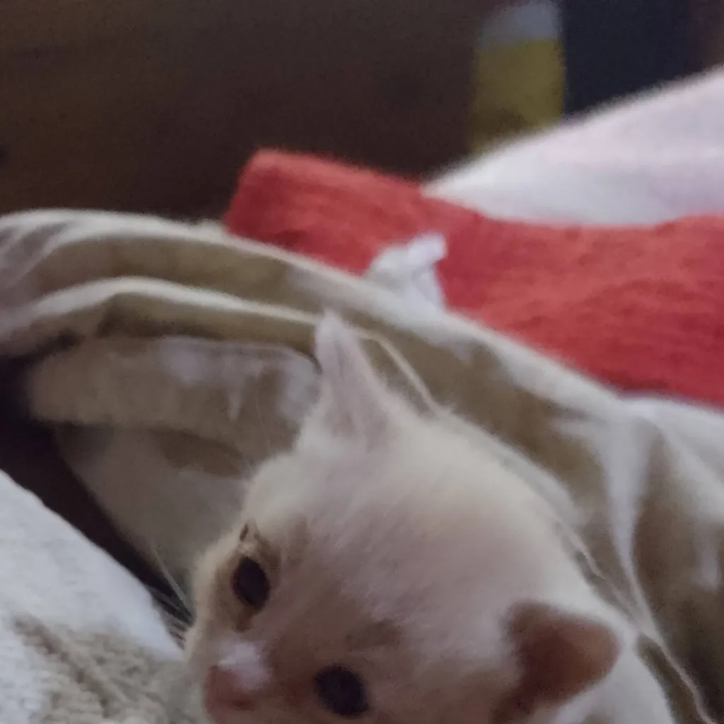 chat with ai character: tugatoenelcielo😭😭😭