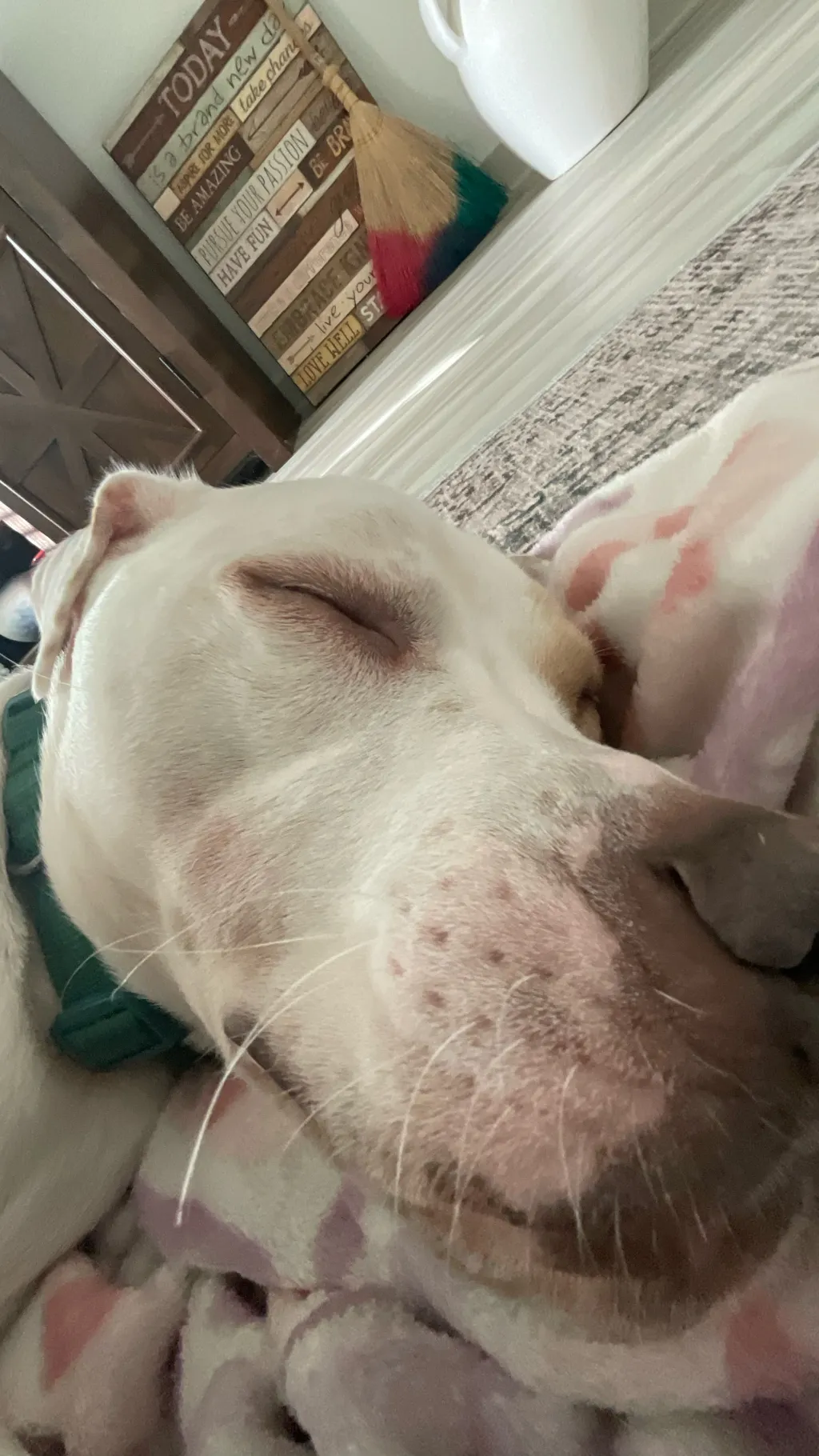 Talkie AI - Chat with My gc talent show