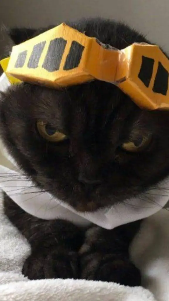 ai character: catwa background