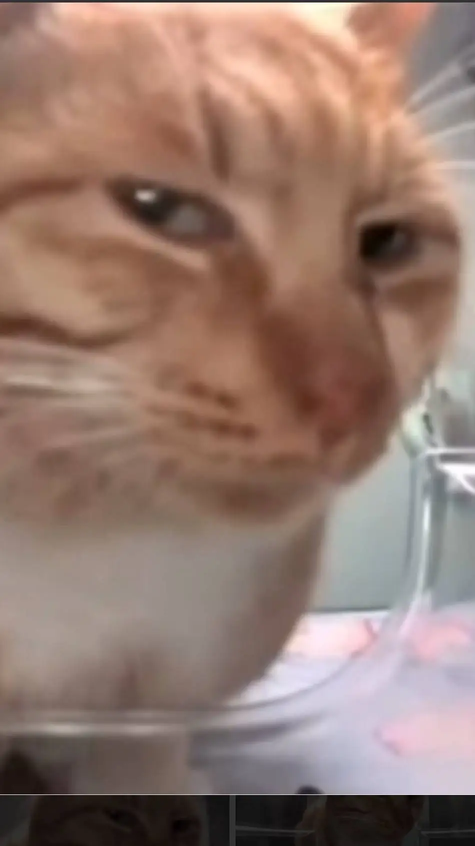 ai character: chunkmonkey background