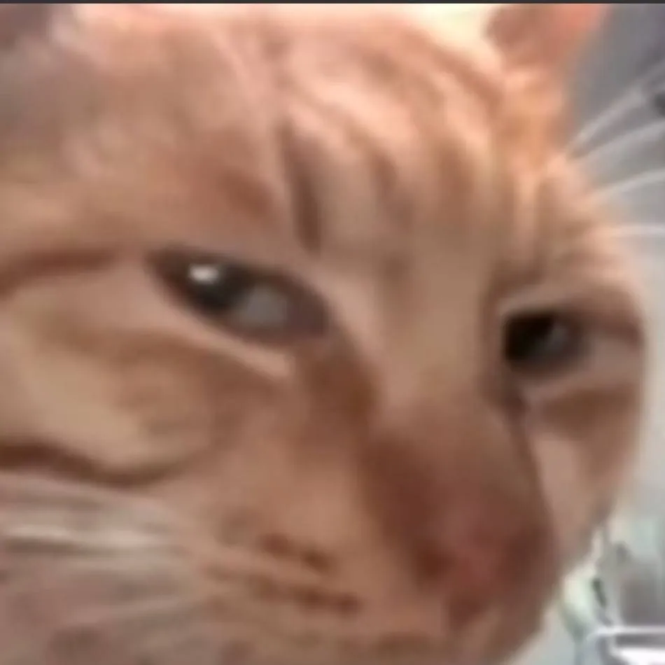 chat with ai character: chunkmonkey