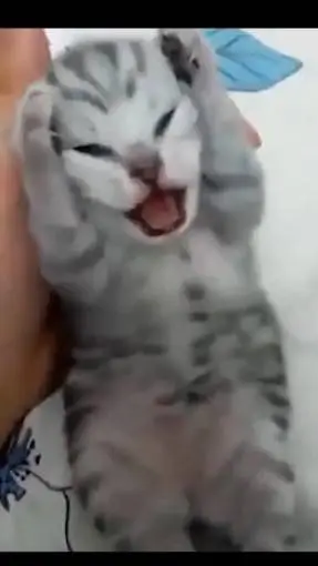 ai character: Vinny background