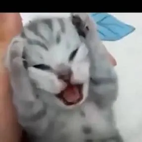 chat with ai character: Vinny