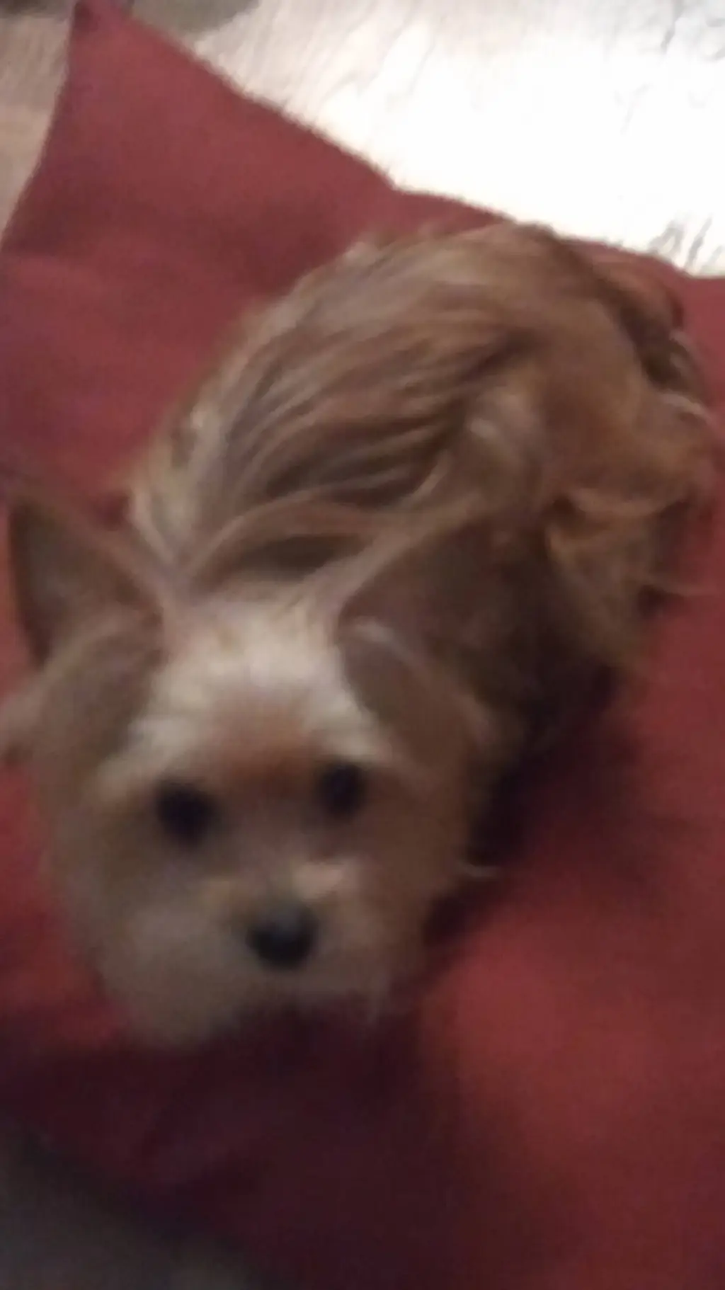 ai character: this is my dog background