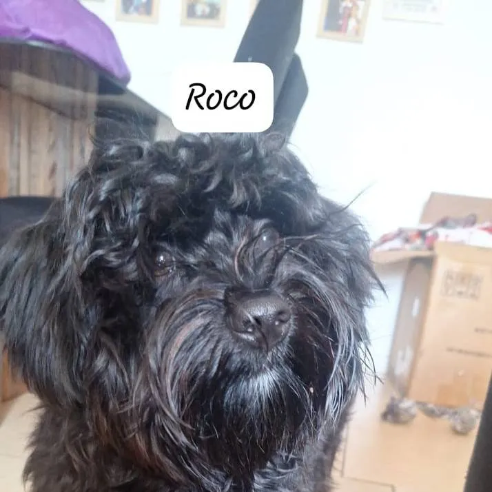 chat with ai character: roco