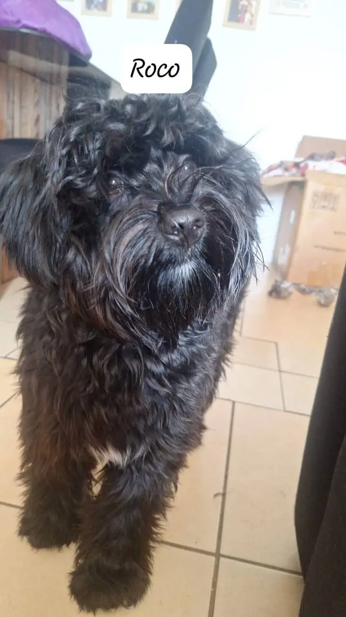 ai character: roco background