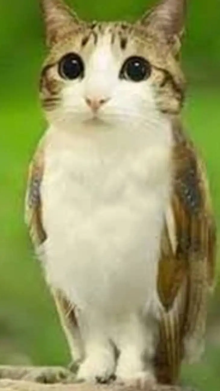 ai character: meowl background