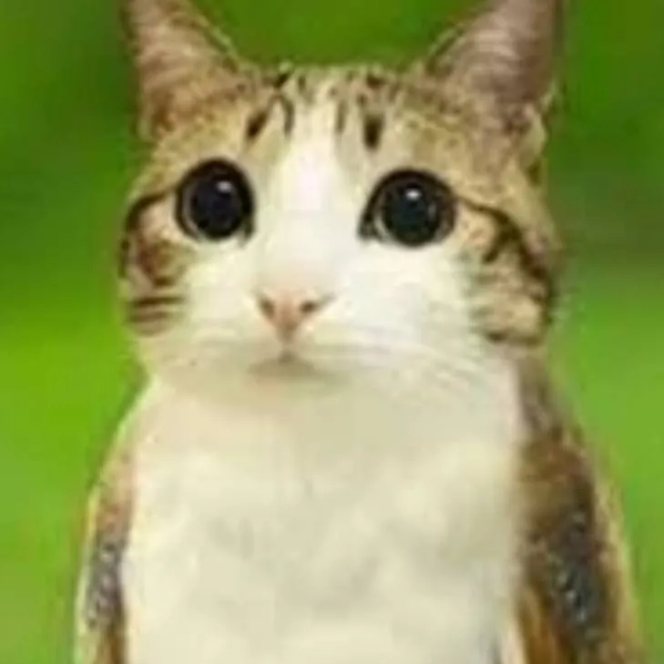 chat with ai character: meowl