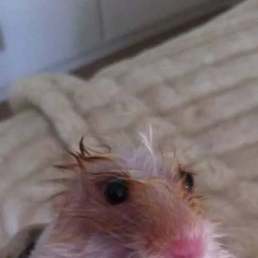 chat with ai character: fame song (mania)