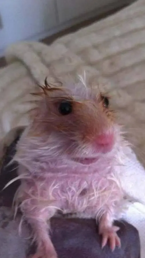 ai character: fame song (mania) background