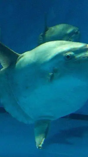 ai character: sunfish ! mola mol background