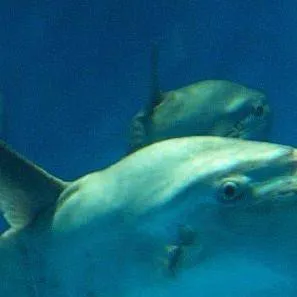 chat with ai character: sunfish ! mola mol