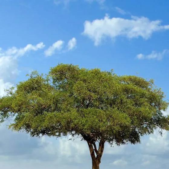 chat with ai character: el viaje a 🇦🇺