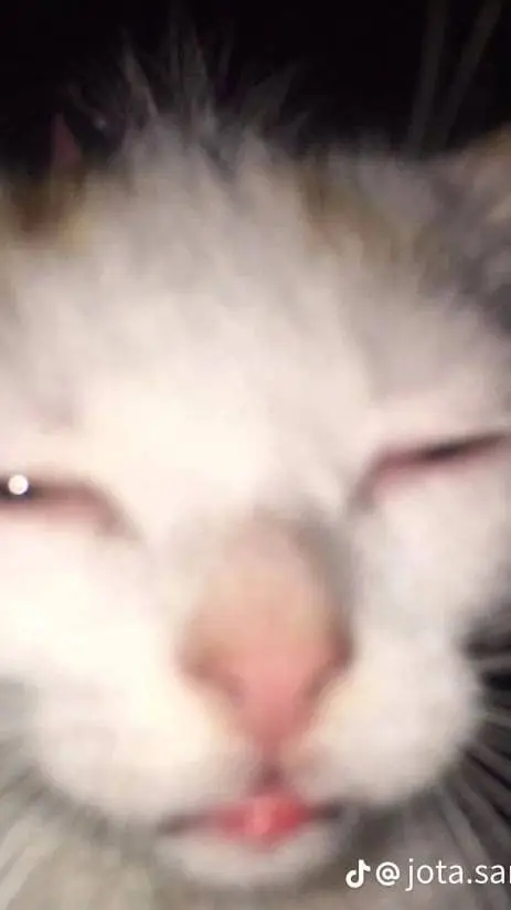 ai character: bawser x luigi🐢💚 background