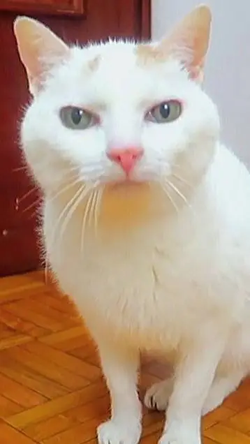 ai character: hola de vuelta  background