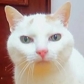 chat with ai character: hola de vuelta 