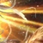 chat with ai character: Golden Gaurdian