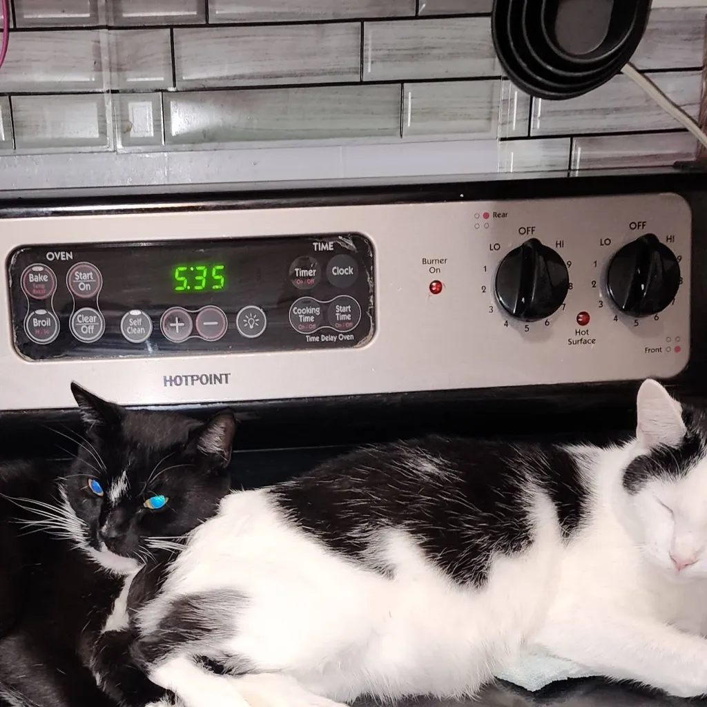 chat with ai character: ghosty × sunny