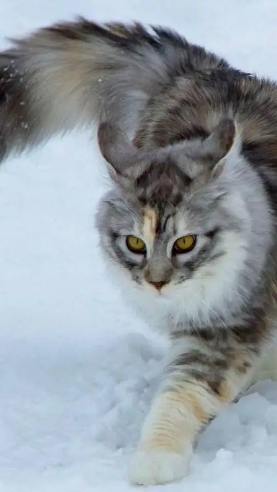 ai character: snow background