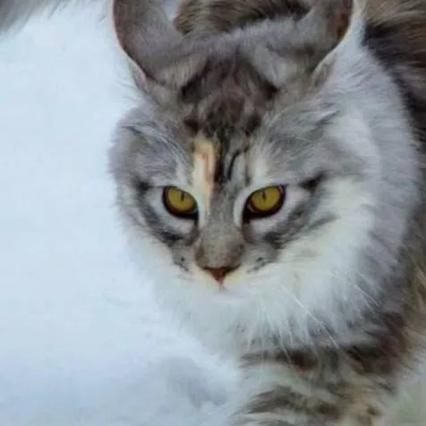 chat with ai character: snow