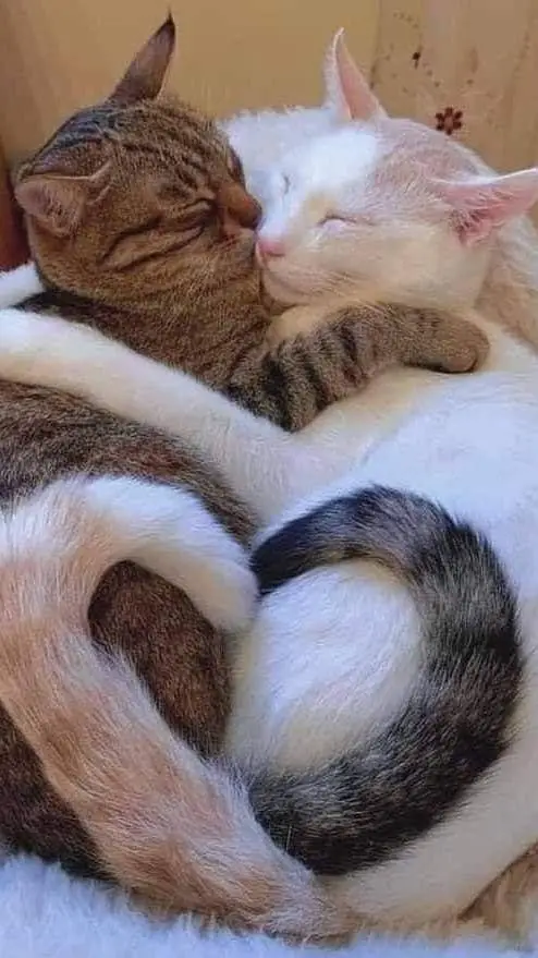 ai character: Gau × Oname background