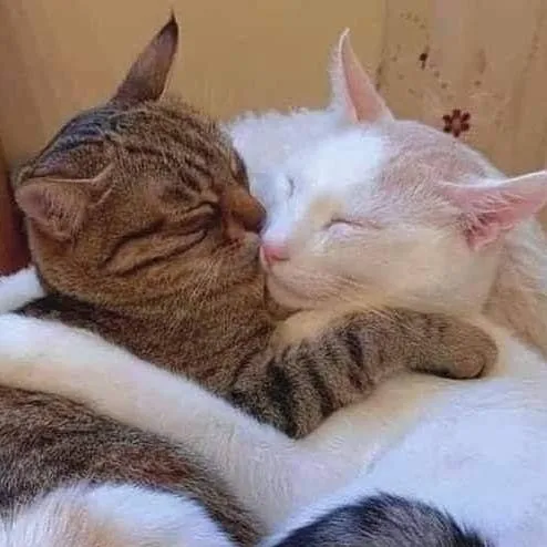 chat with ai character: Gau × Oname