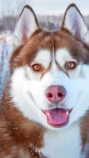 ai character: red husky background