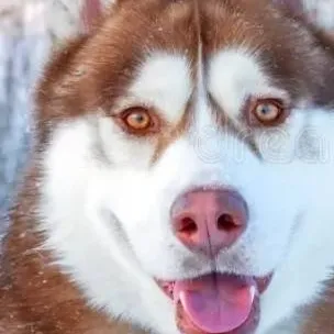 chat with ai character: red husky