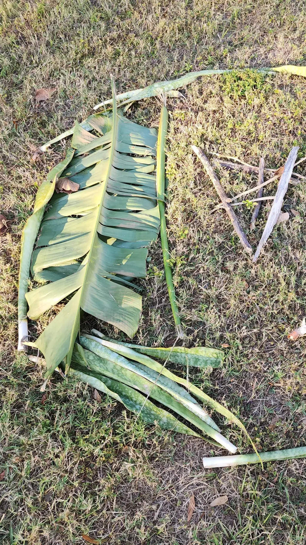 ai character: baby Jamaican background