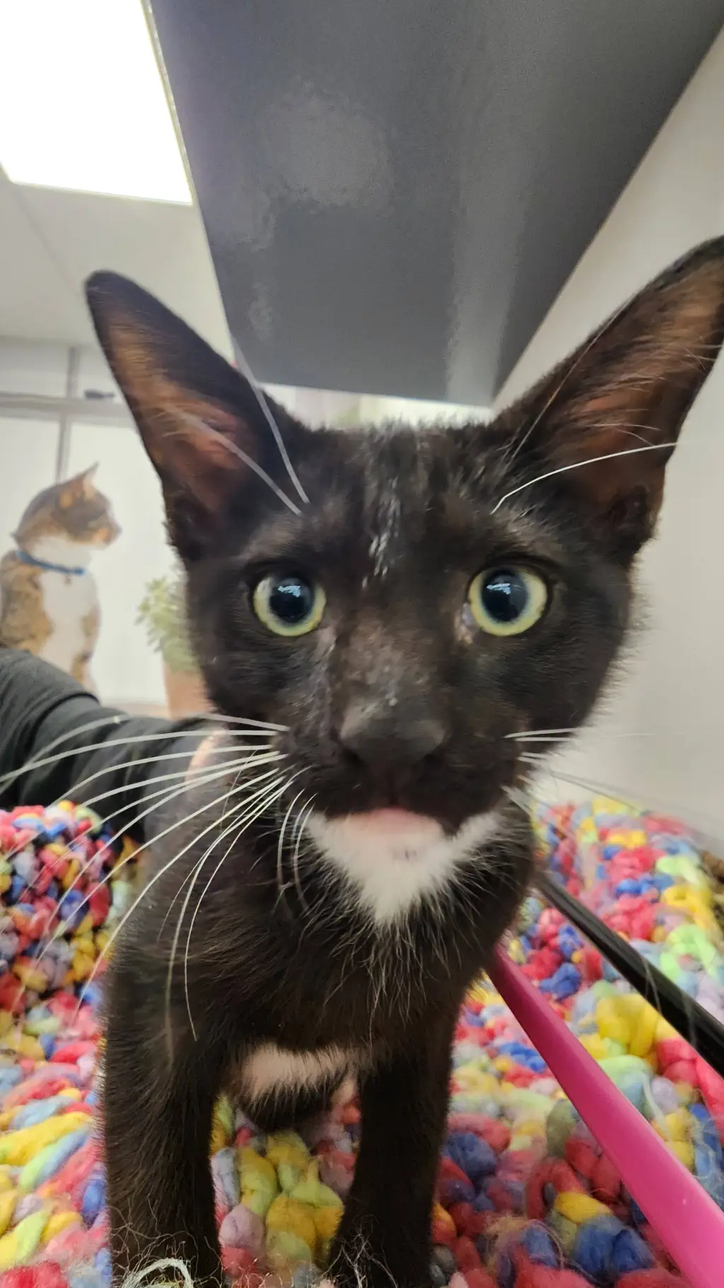 ai character: 🐱 background